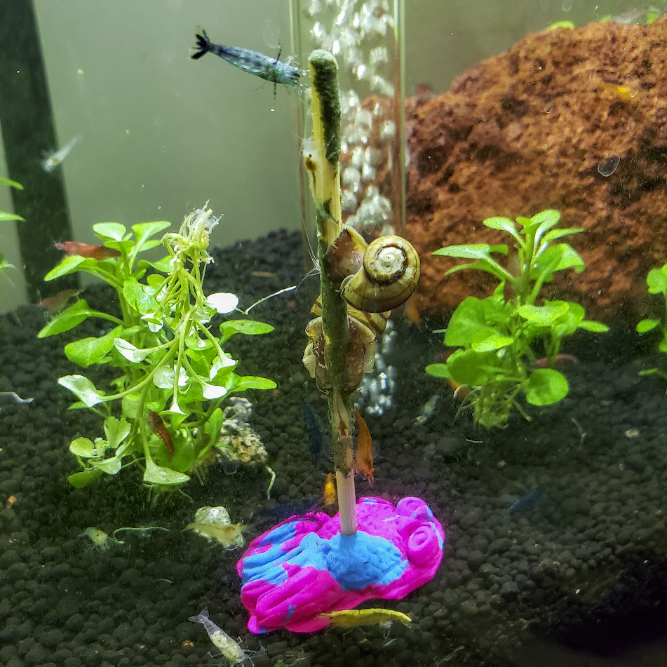 Snello Sticks - Snail Food